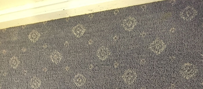 Carpet Steam Cleaning Company