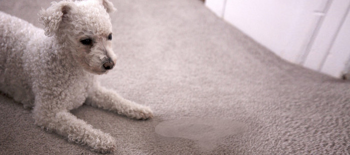 Removing-Urine from Carpet Services